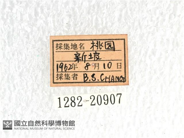 長翅弄蝶藏品圖，第3張