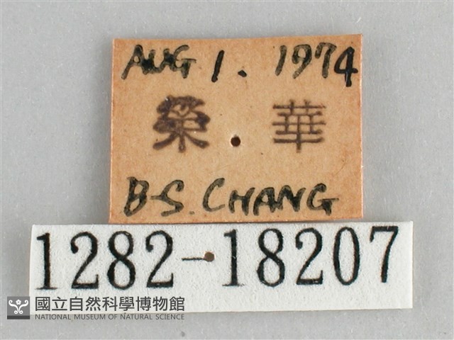 細帶環蛺蝶藏品圖，第3張