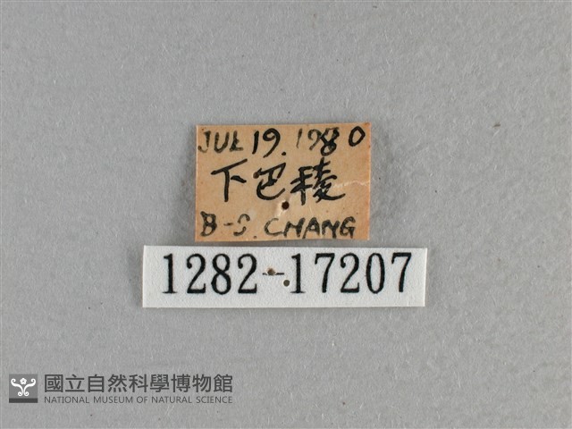 黃豹盛蛺蝶藏品圖，第3張