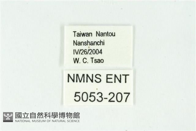 巒大鋸灰蝶藏品圖，第3張