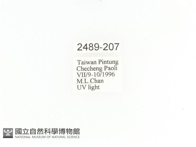 臺灣角金龜藏品圖，第2張