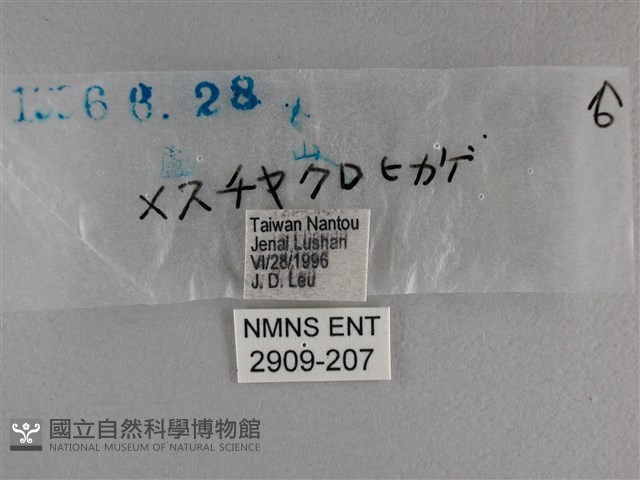 曲紋黛眼蝶藏品圖，第3張