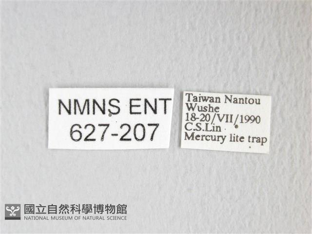 圓翅大鉤蛾藏品圖，第3張