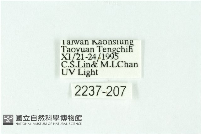 三條橙燈蛾藏品圖，第3張