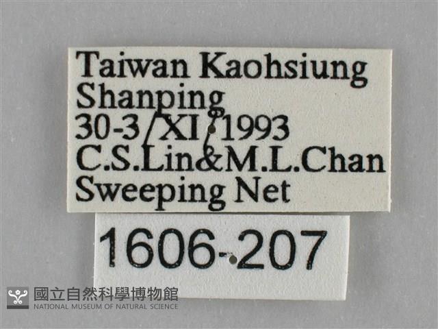 纖粉蝶藏品圖，第3張