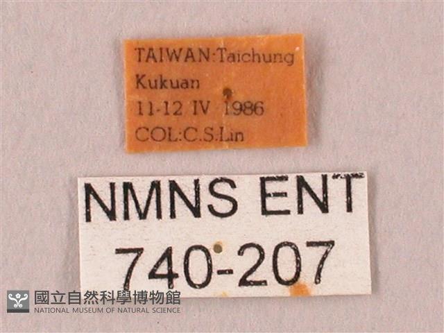 栗六點天蛾藏品圖，第3張