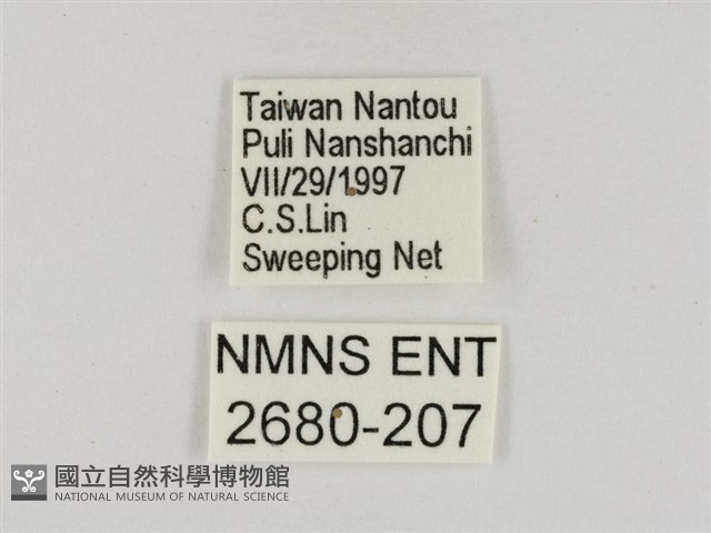 淡褐脈粉蝶藏品圖，第3張