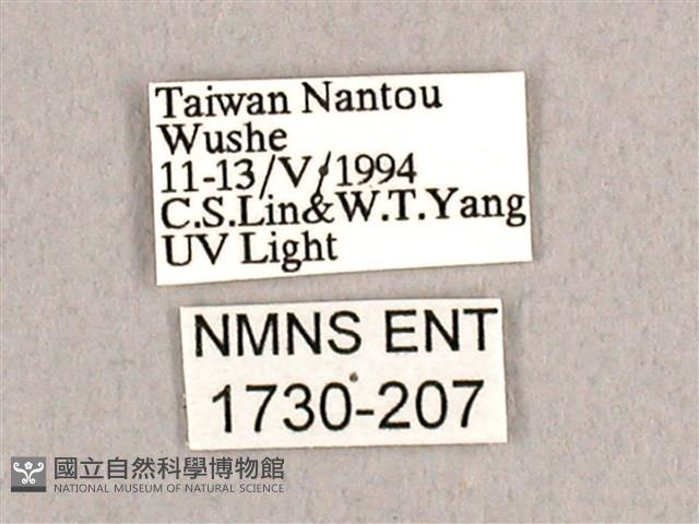 枯球籮紋蛾藏品圖，第3張