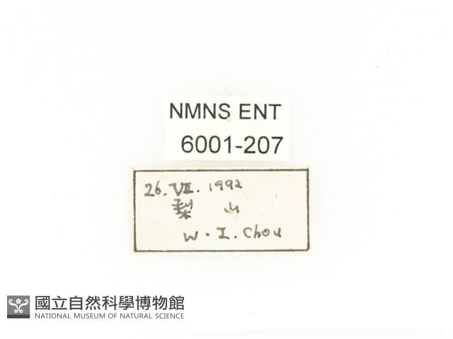 毛翅騷金龜藏品圖，第2張