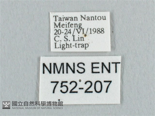 銀端帶鉤蛾藏品圖，第3張