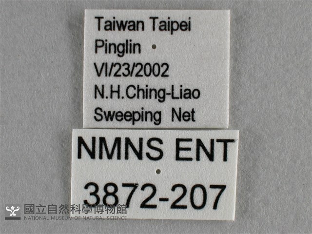 散紋盛蛺蝶藏品圖，第3張