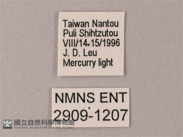 藏斜紋天蛾藏品圖，第3張