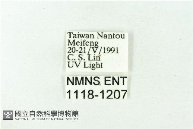 赭新污燈蛾藏品圖，第3張