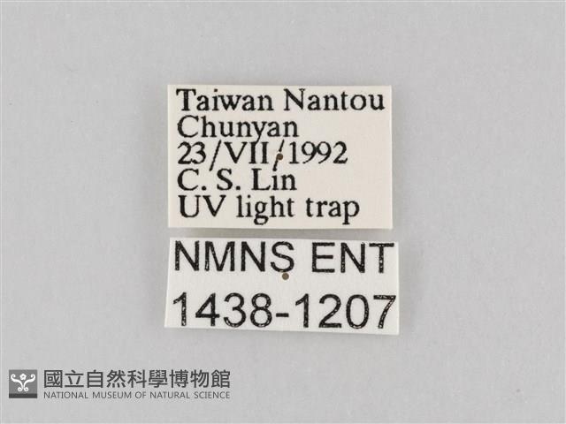 長斑擬燈蛾藏品圖，第3張