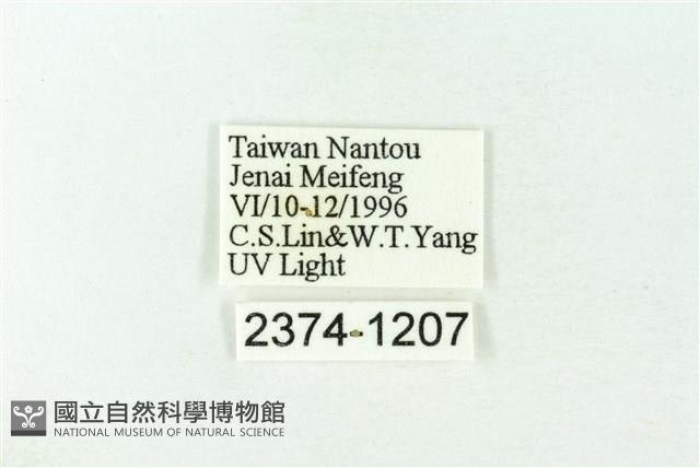 赭新污燈蛾藏品圖，第3張