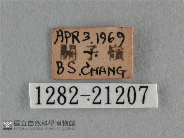 紫日灰蝶藏品圖，第3張