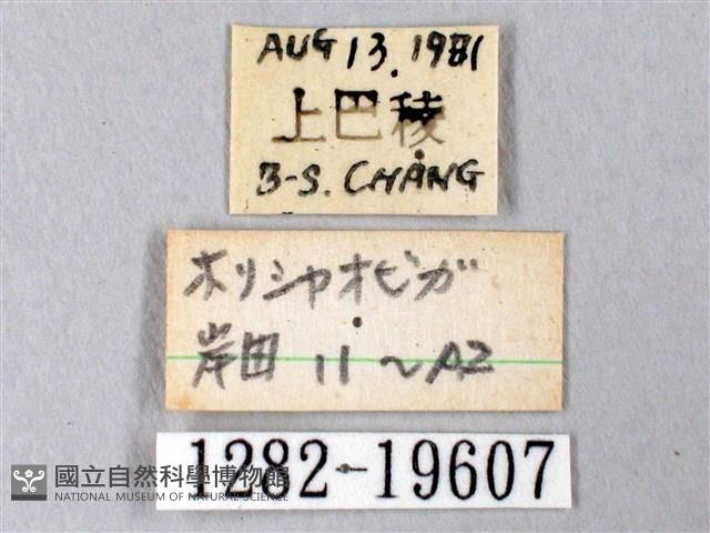 埔里帶蛾藏品圖，第3張