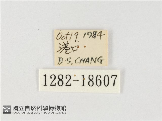 小紫斑蝶藏品圖，第3張