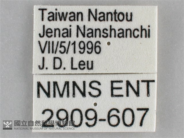 網絲蛺蝶、石牆蝶藏品圖，第3張