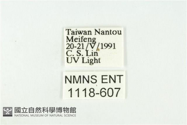 寬紋黃毒蛾藏品圖，第3張