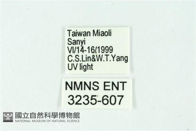 三條橙燈蛾藏品圖，第3張