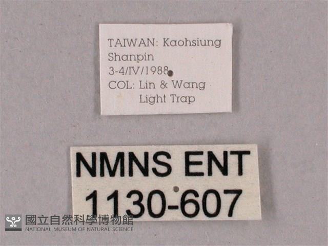 細斜紋霜天蛾藏品圖，第3張