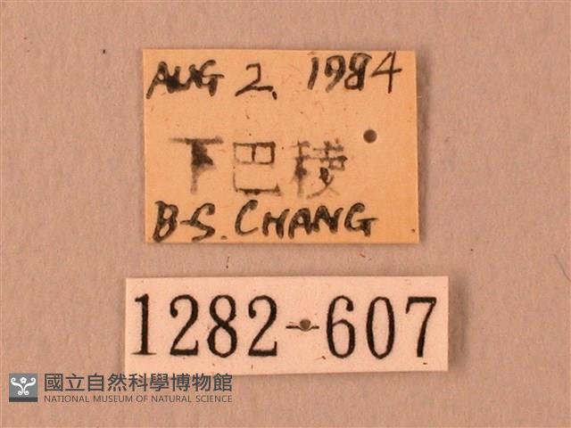 波紋豆天蛾藏品圖，第3張