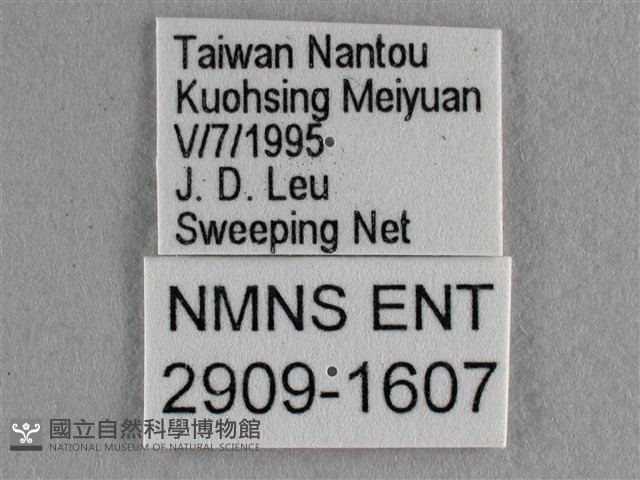 散紋盛蛺蝶藏品圖，第3張