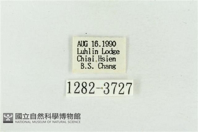 印華波紋蛾藏品圖，第3張