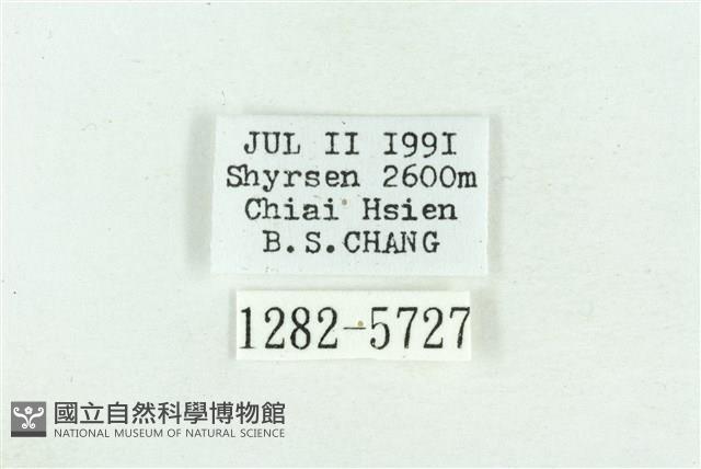 粉紅帶散紋夜蛾藏品圖，第3張