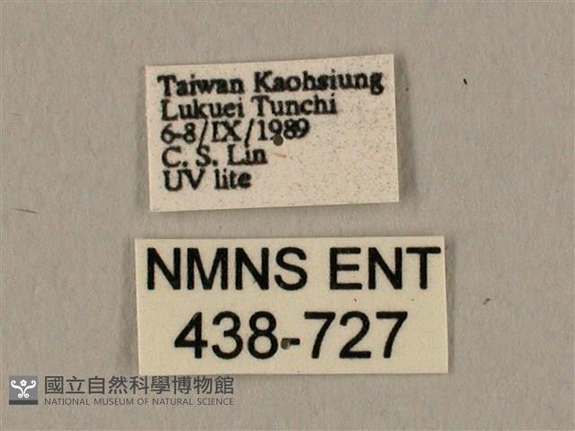 棕綠背線天蛾藏品圖，第3張