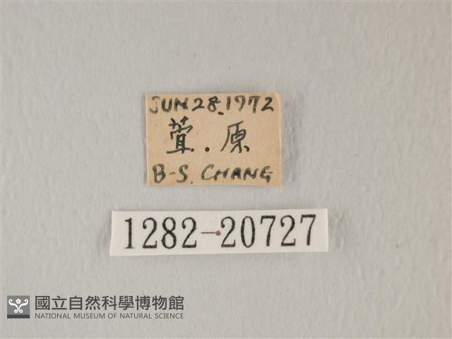 靛色琉灰蝶藏品圖，第3張