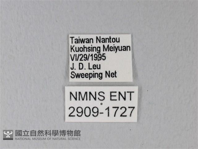 橙端粉蝶、端紅蝶藏品圖，第3張