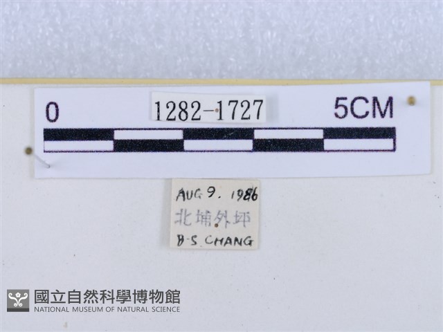 閃光苔蛾藏品圖，第3張