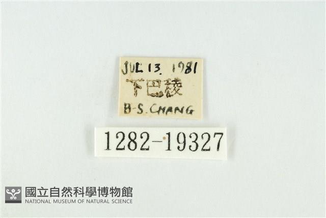 黑翅黃毒蛾藏品圖，第3張