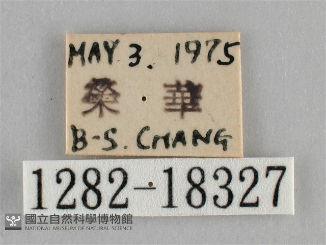 纖粉蝶藏品圖，第3張
