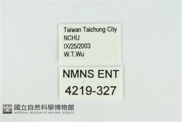 迷你藍灰蝶藏品圖，第3張