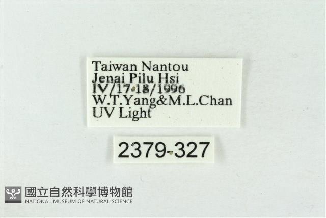 連珠波紋蛾藏品圖，第3張