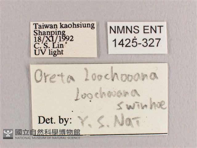 接骨木帶鉤蛾藏品圖，第3張