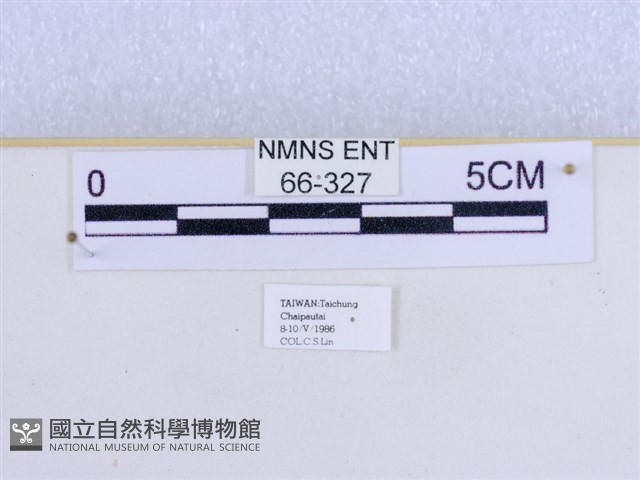 巨網燈蛾藏品圖，第3張