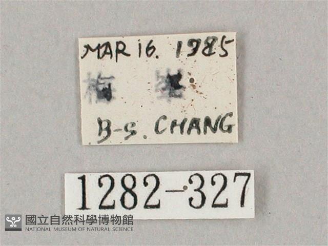 井上氏絨毛天蛾藏品圖，第3張