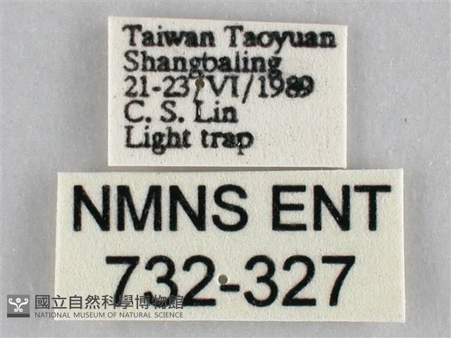 枯葉尺蛾藏品圖，第3張