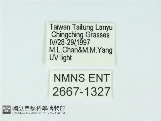 琉球雲紋網蛾藏品圖，第3張