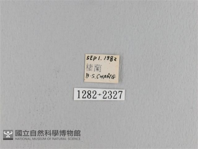 松大毛蟲藏品圖，第3張