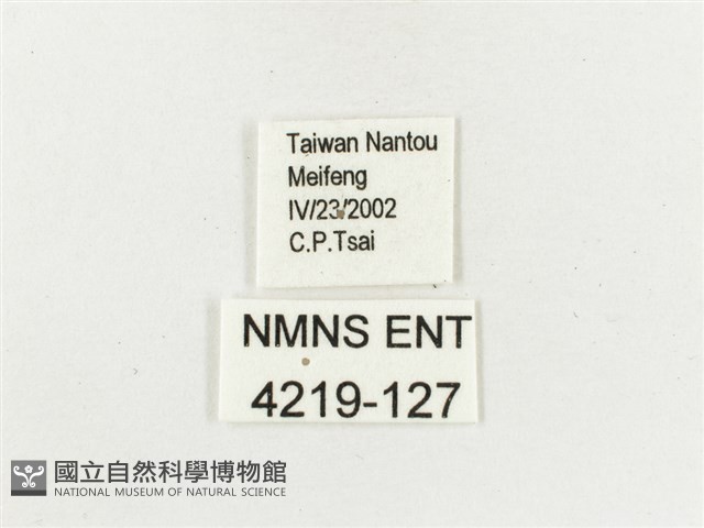 白斑蔭眼蝶藏品圖，第3張