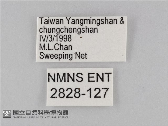 密紋波眼蝶藏品圖，第3張