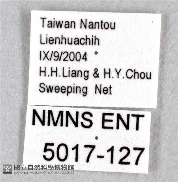 禾弄蝶藏品圖，第3張