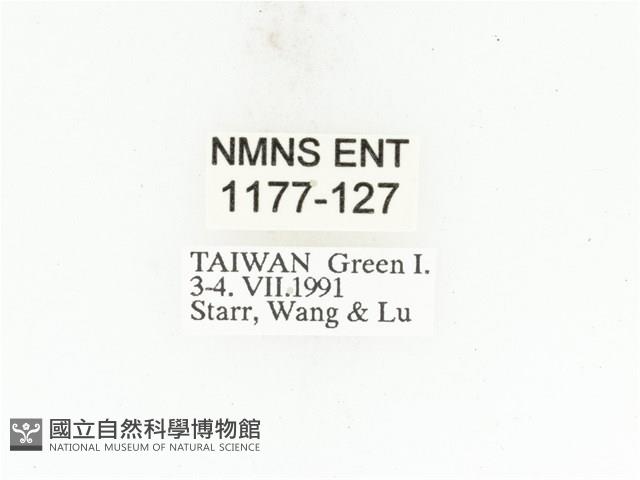 藍艷白點花金龜藏品圖，第2張