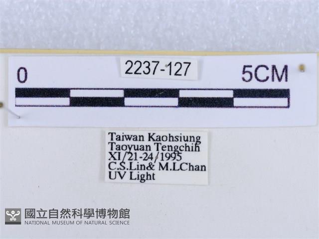 後凸蝶燈蛾藏品圖，第3張