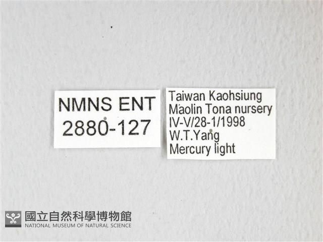 黃豹天蠶蛾藏品圖，第3張